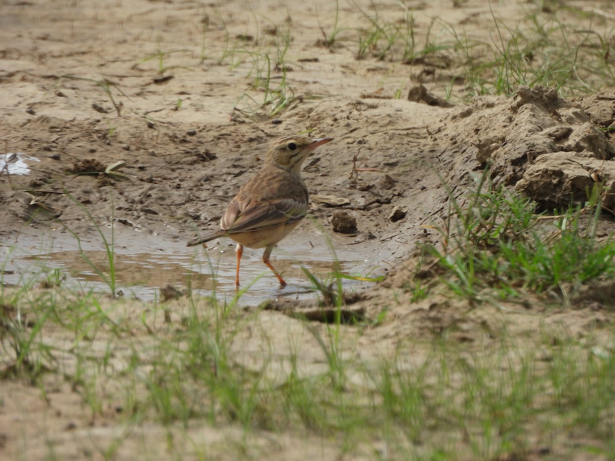 Paddyfield Pipit - ML623745747