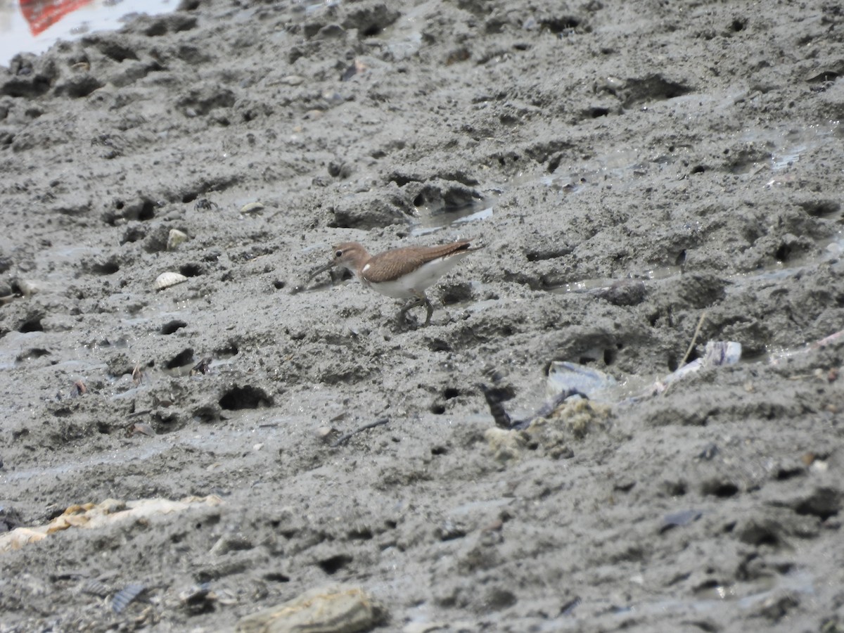 Common Sandpiper - ML623745749