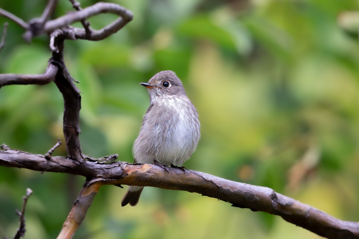 Dark-sided Flycatcher - ML623745751