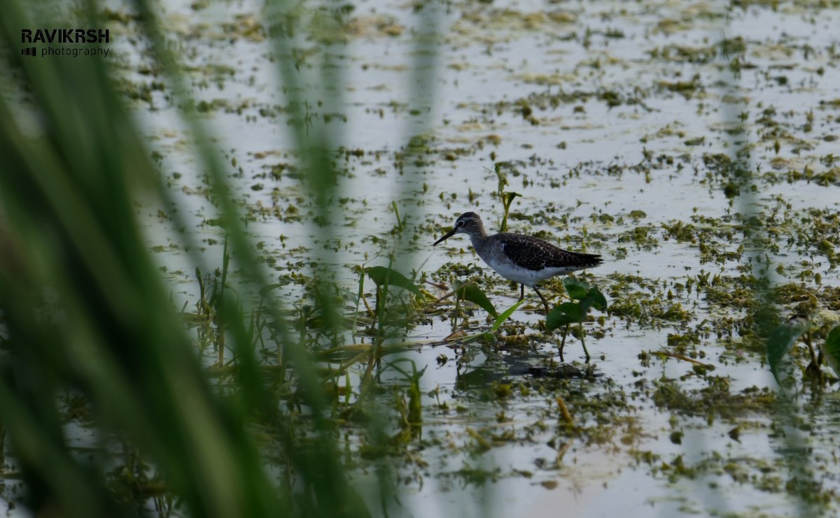 Wood Sandpiper - Coimbatore Nature Society