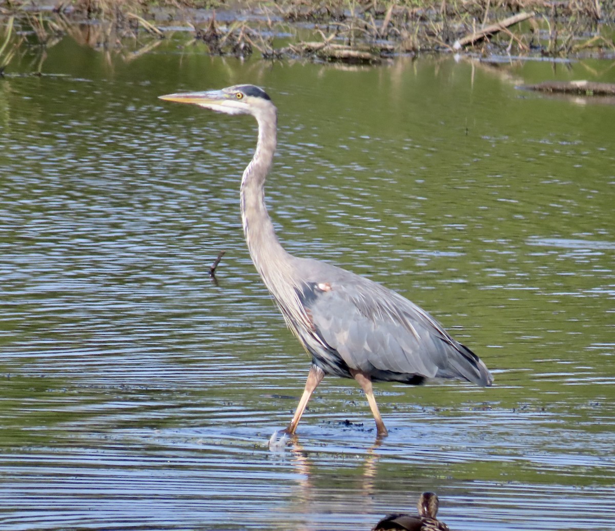 Great Blue Heron - ML623745766