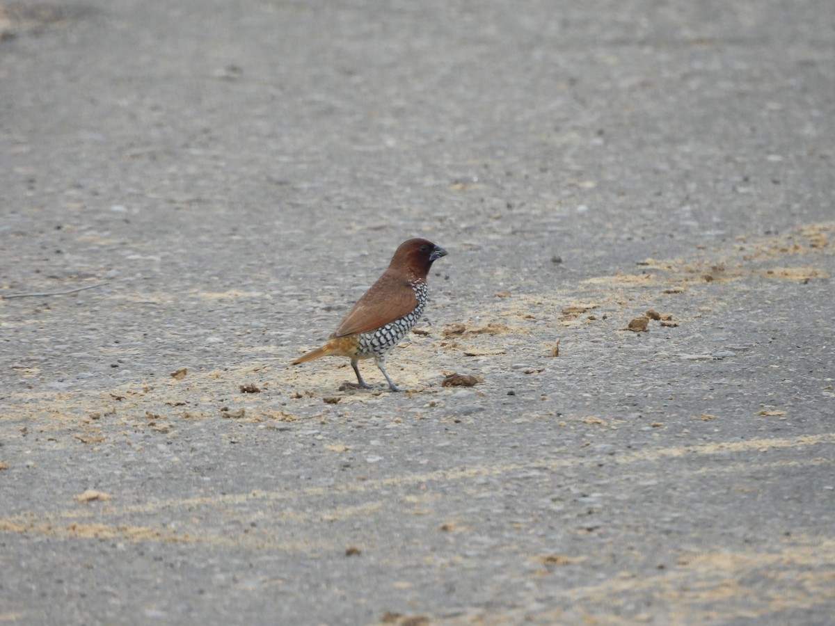 Scaly-breasted Munia - ML623745782