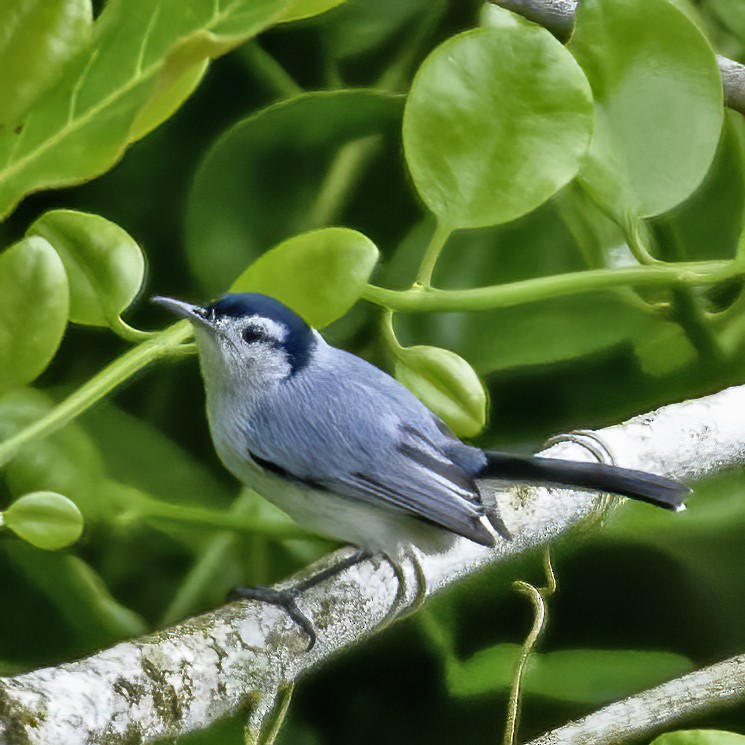 White-browed Gnatcatcher - ML623745786