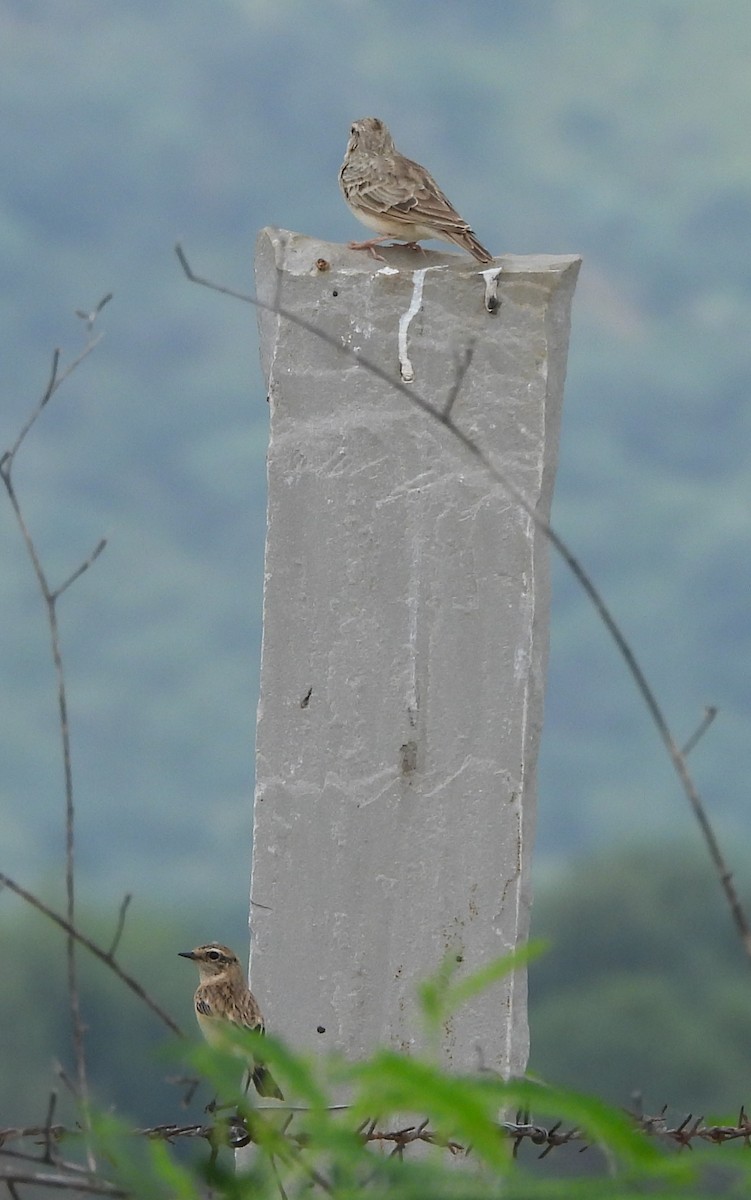 Siberian Stonechat - ML623745793