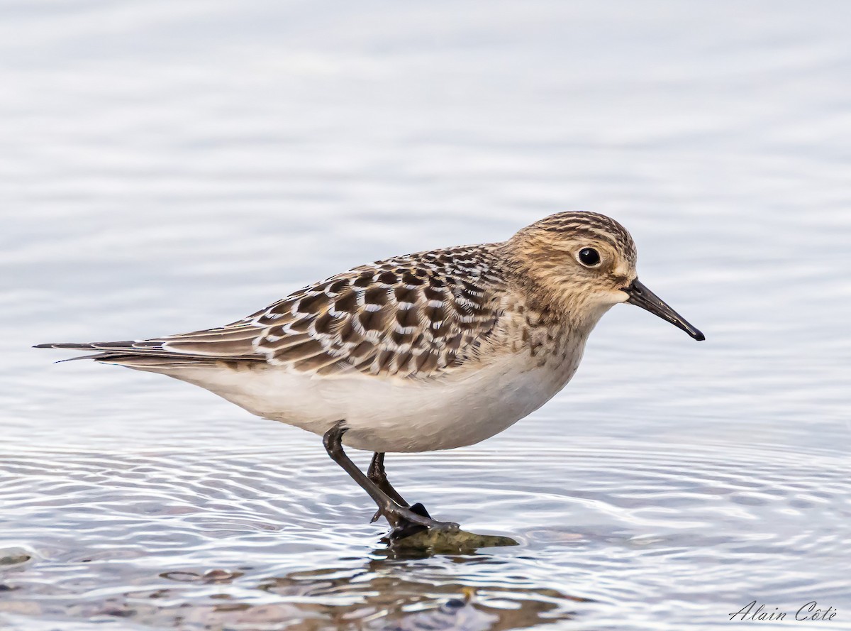 Baird's Sandpiper - ML623745802