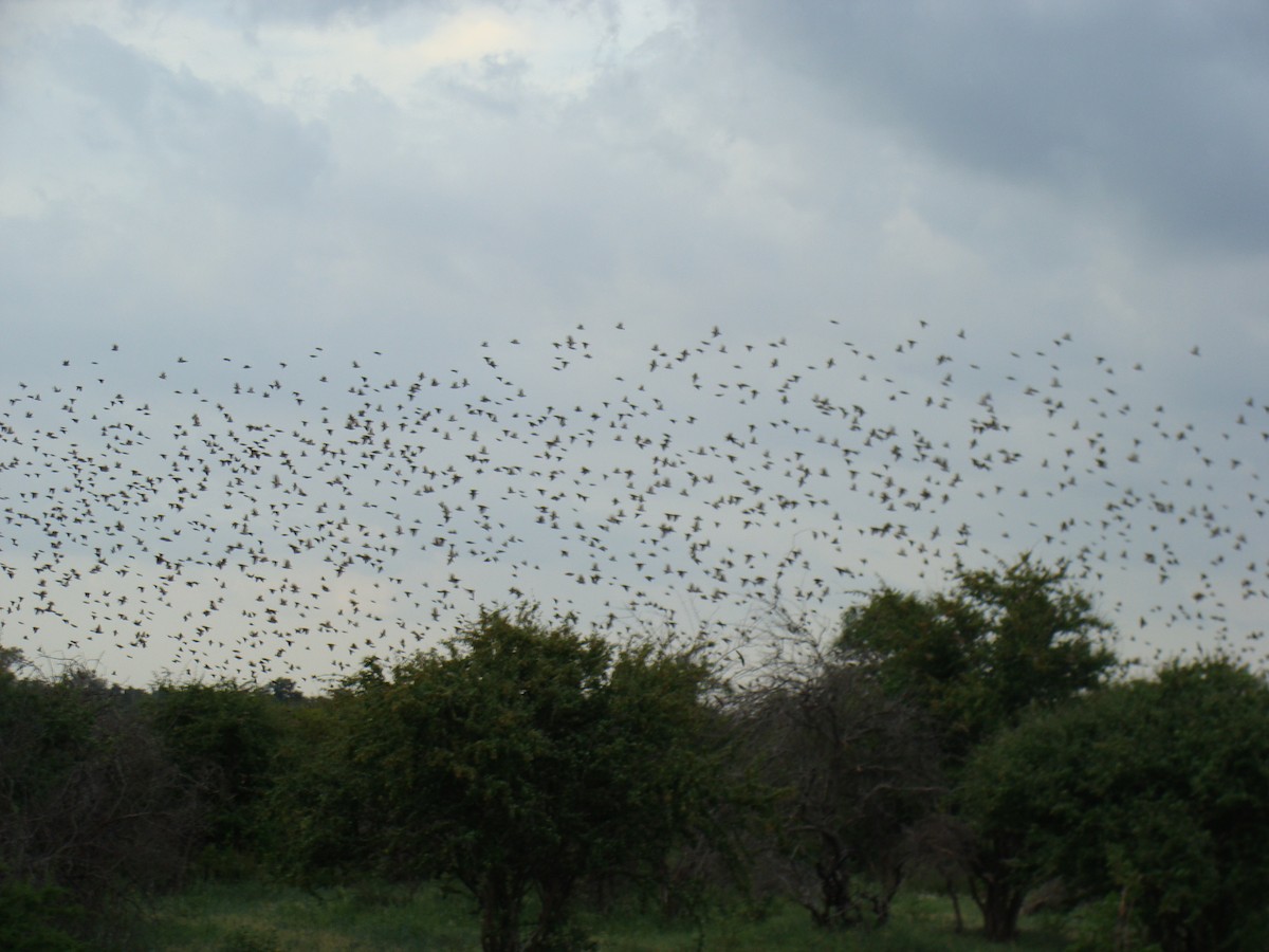 Red-billed Quelea - Duncan Breen