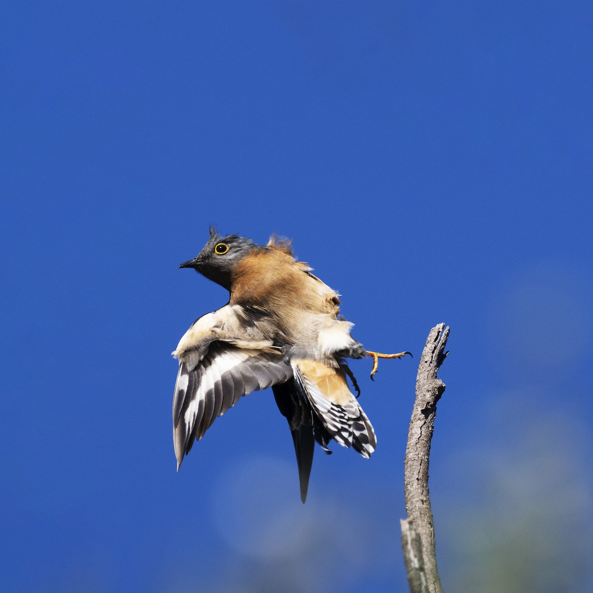 Fan-tailed Cuckoo - ML623745815