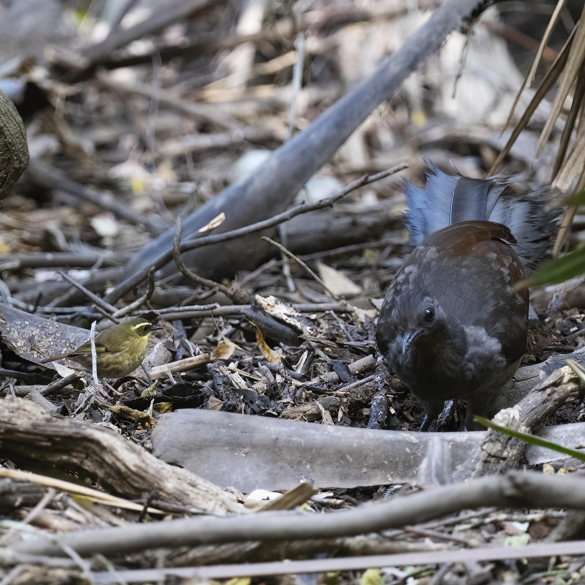 Superb Lyrebird - ML623745820