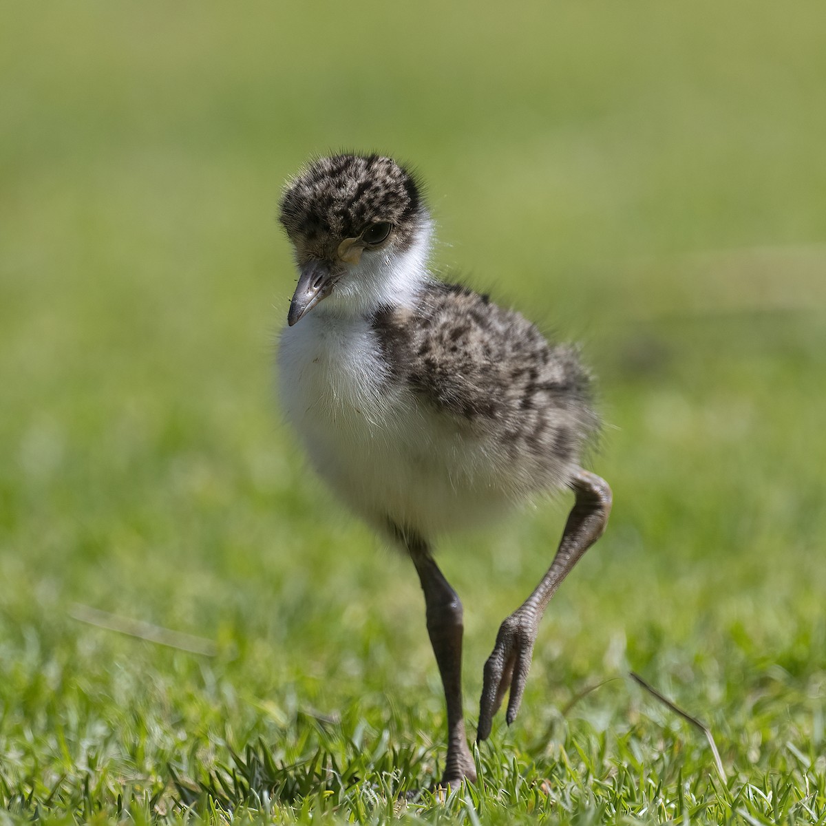 Masked Lapwing - ML623745845