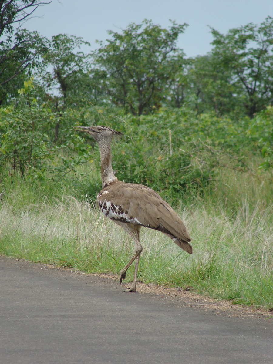 Kori Bustard - Duncan Breen