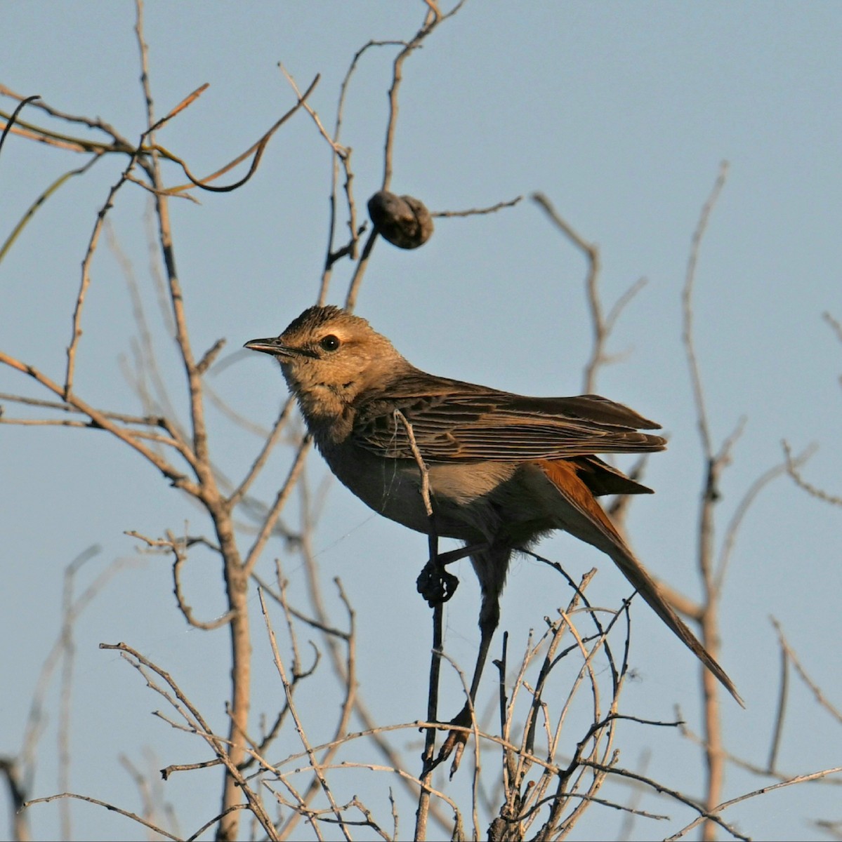 Rufous Songlark - ML623745876