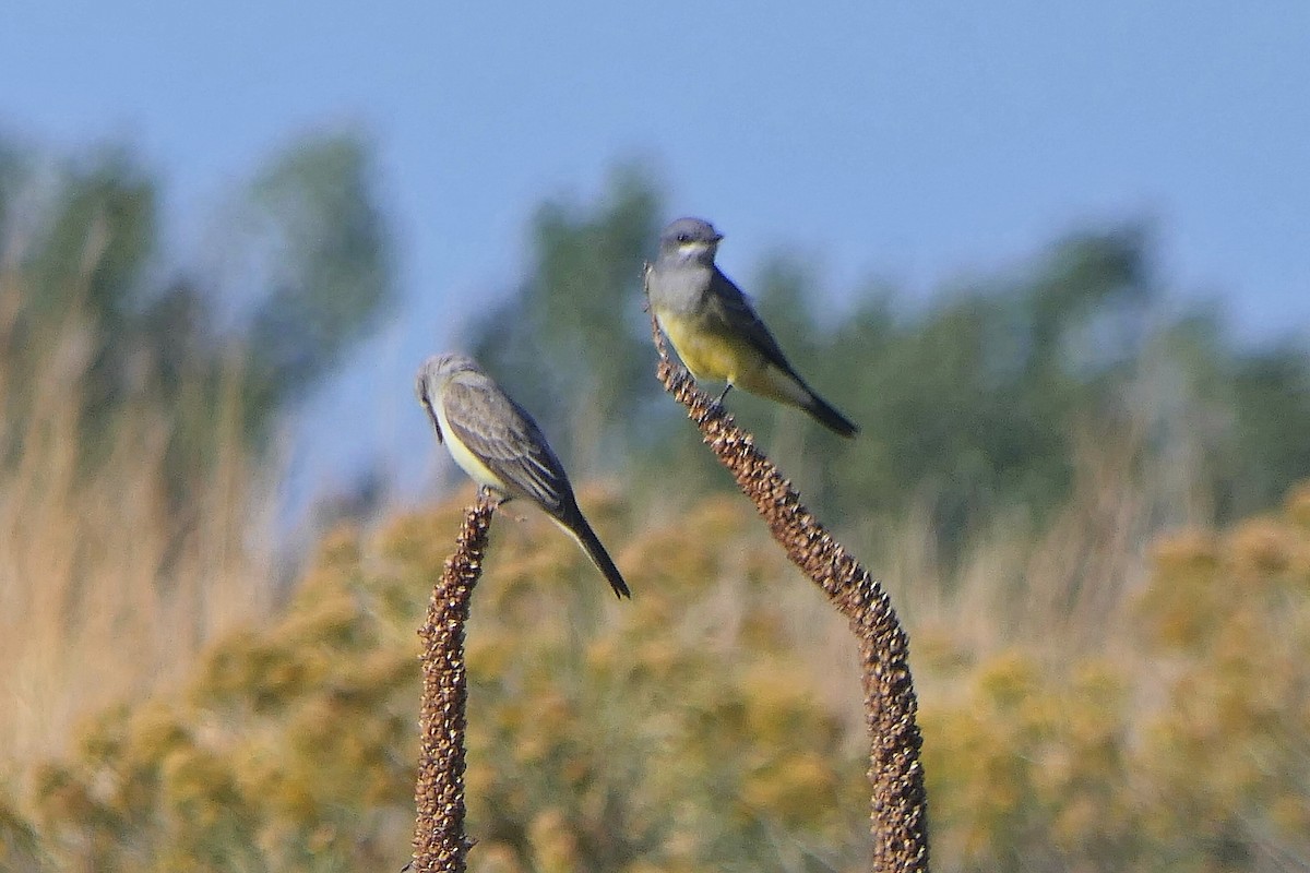 Cassin's Kingbird - ML623745909