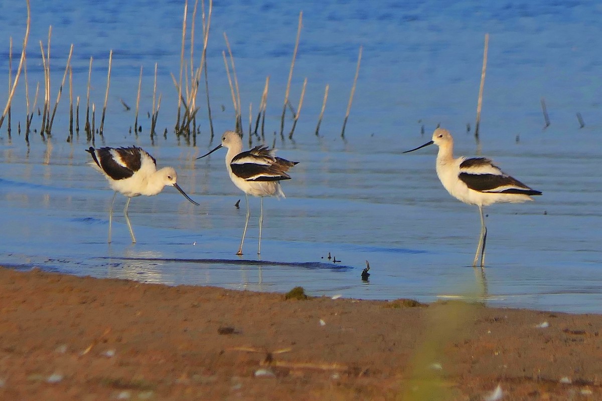 Avoceta Americana - ML623745913