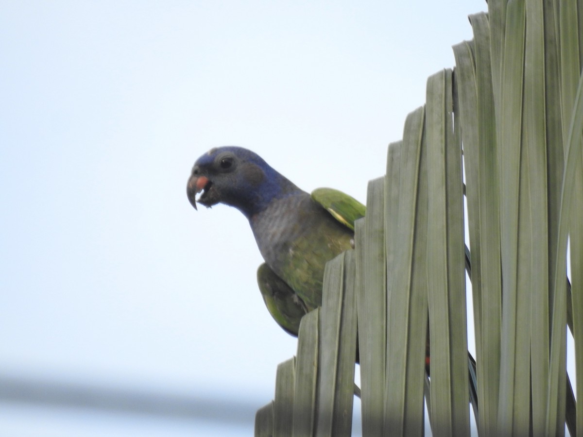 Loro Cabeciazul - ML623745937