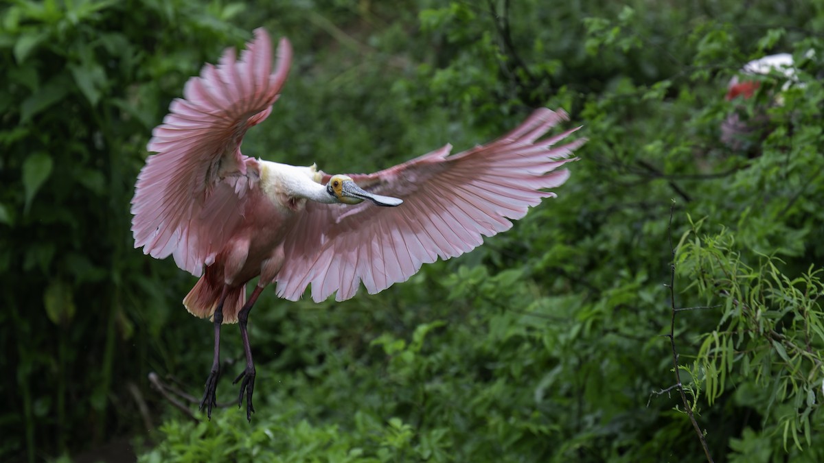 Roseate Spoonbill - ML623745964