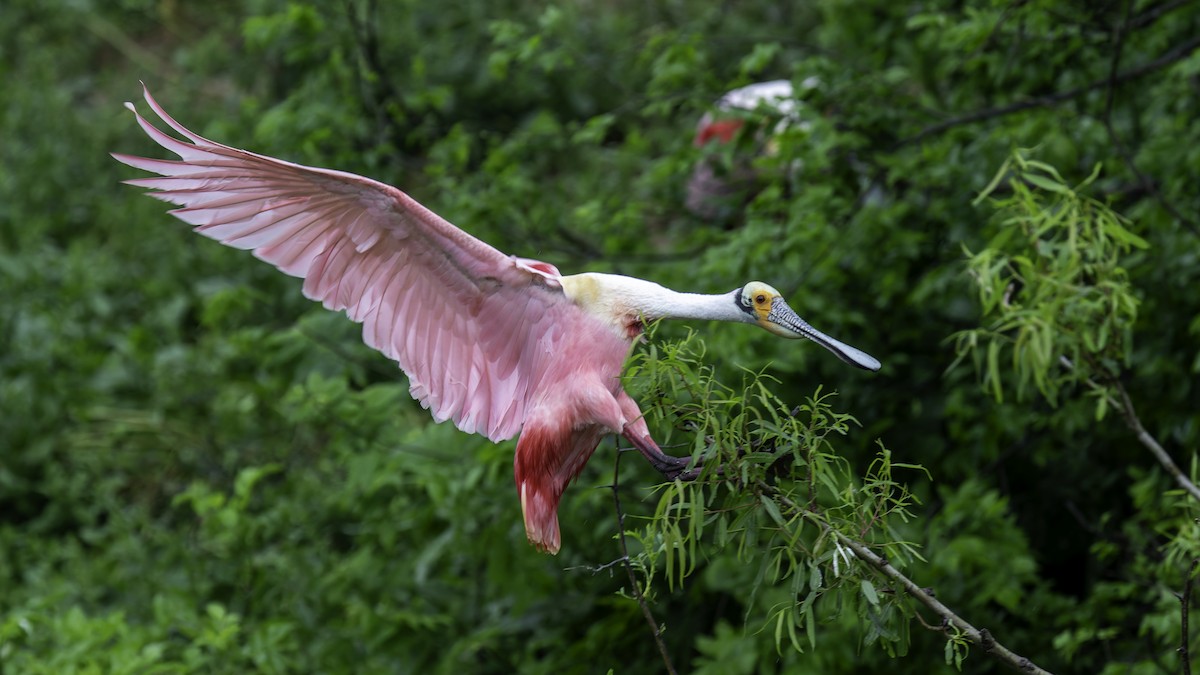 Roseate Spoonbill - ML623745967