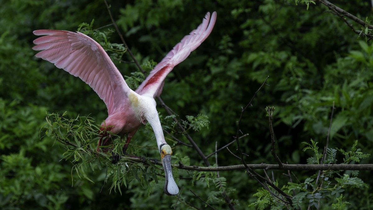 Roseate Spoonbill - ML623745975