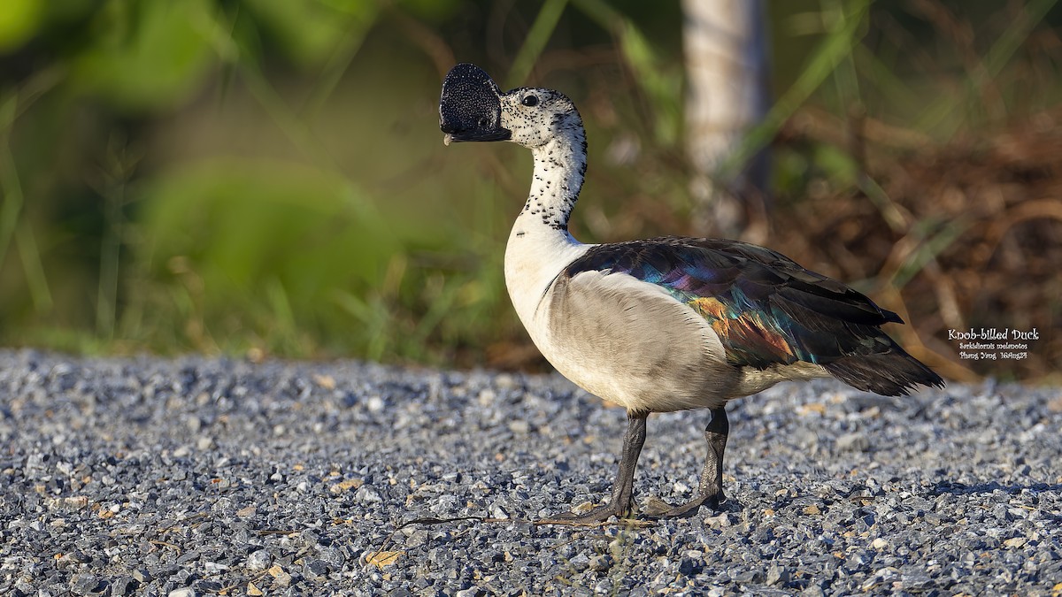 Knob-billed Duck - Kenneth Cheong