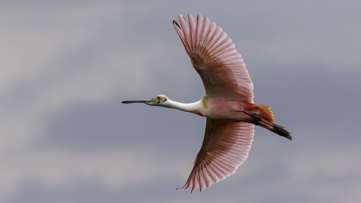 Roseate Spoonbill - ML623746018