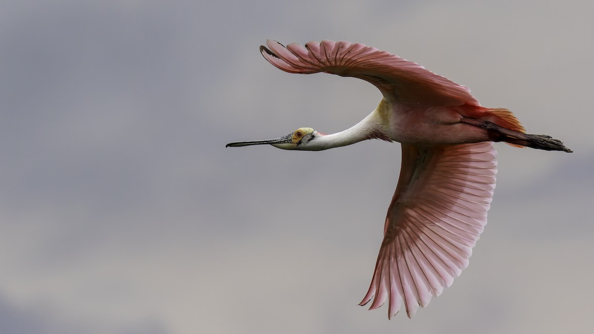 Roseate Spoonbill - ML623746019