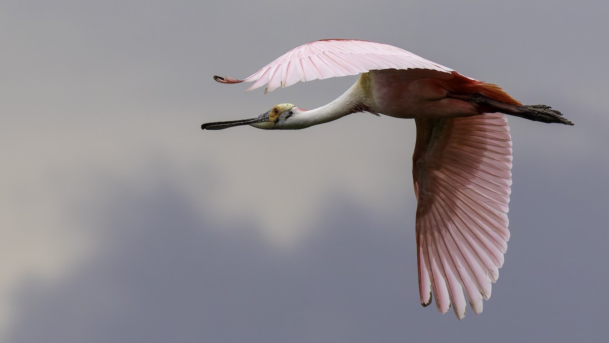 Roseate Spoonbill - ML623746020