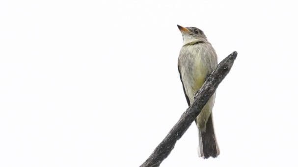 Eastern Wood-Pewee - ML623746034