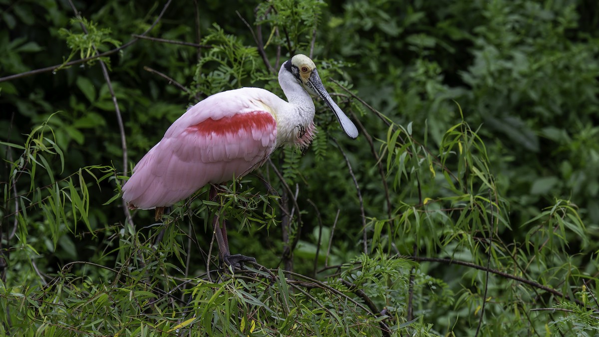 Roseate Spoonbill - ML623746043