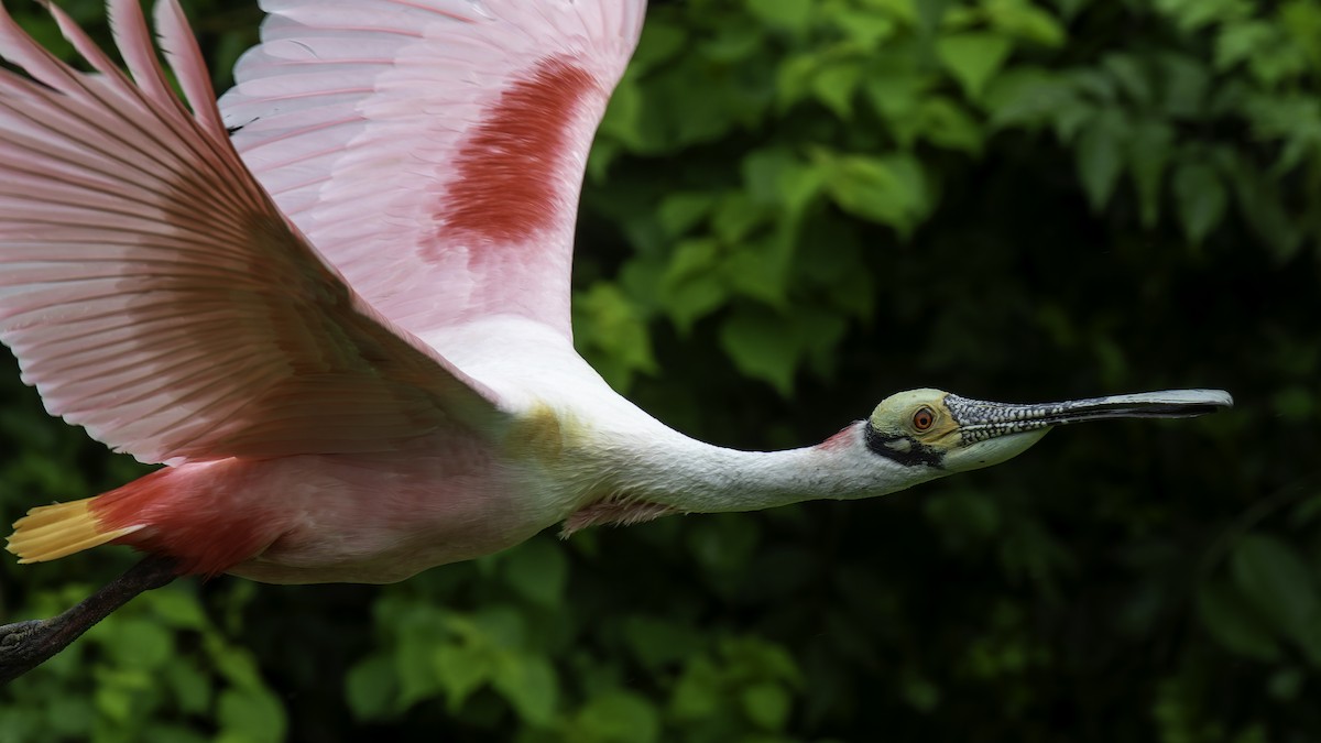 Roseate Spoonbill - ML623746047