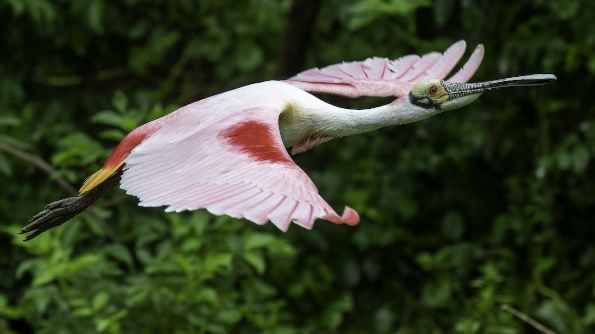 Roseate Spoonbill - ML623746049