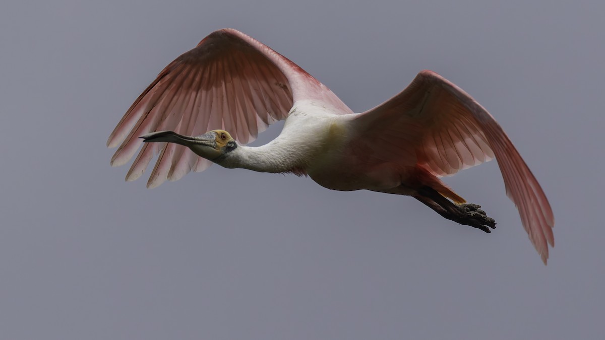 Roseate Spoonbill - ML623746068