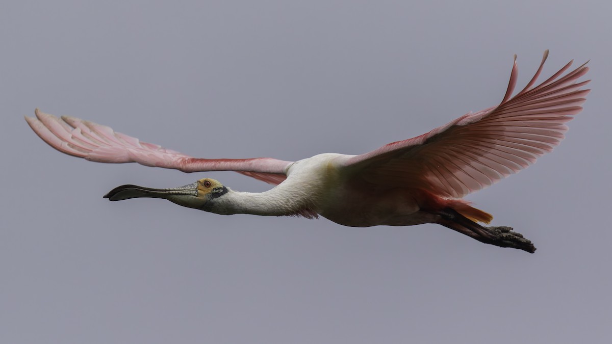 Roseate Spoonbill - Robert Tizard