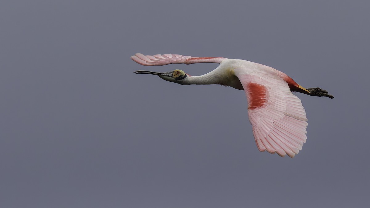 Roseate Spoonbill - ML623746080