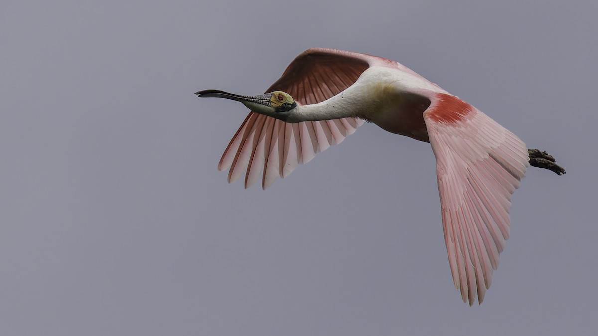 Roseate Spoonbill - ML623746081