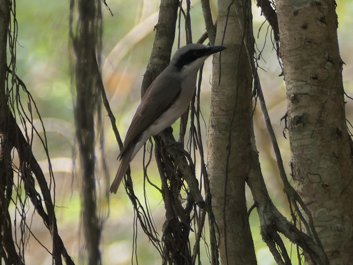 Large Woodshrike - ML623746088