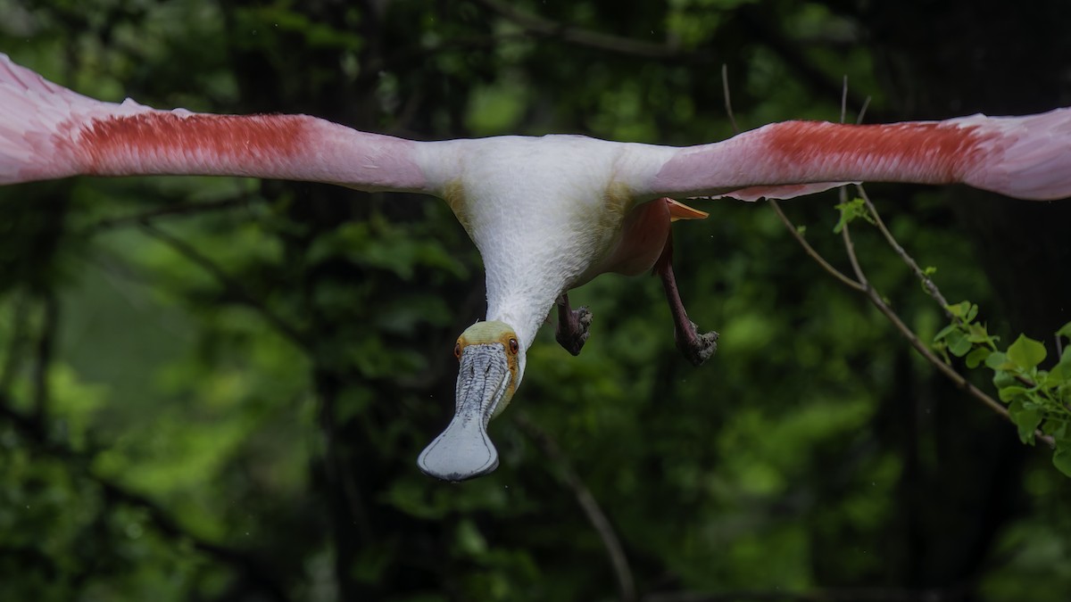 Roseate Spoonbill - ML623746089