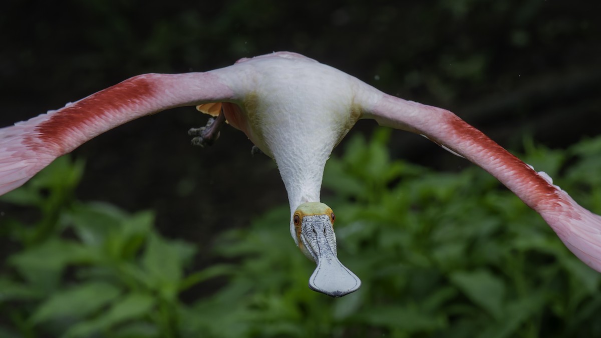 Roseate Spoonbill - ML623746090