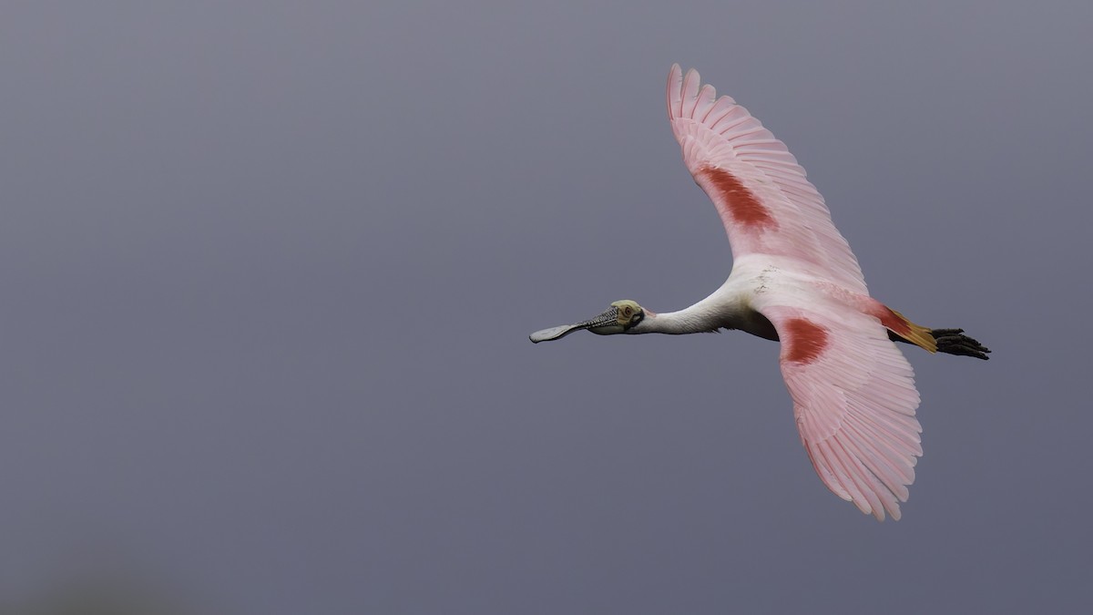 Roseate Spoonbill - ML623746091