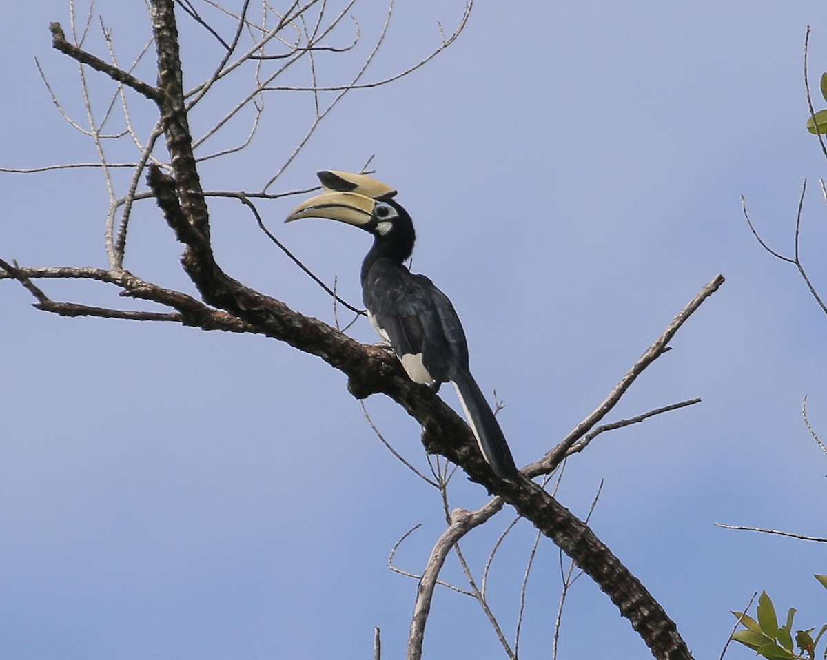 Oriental Pied-Hornbill - ML623746092