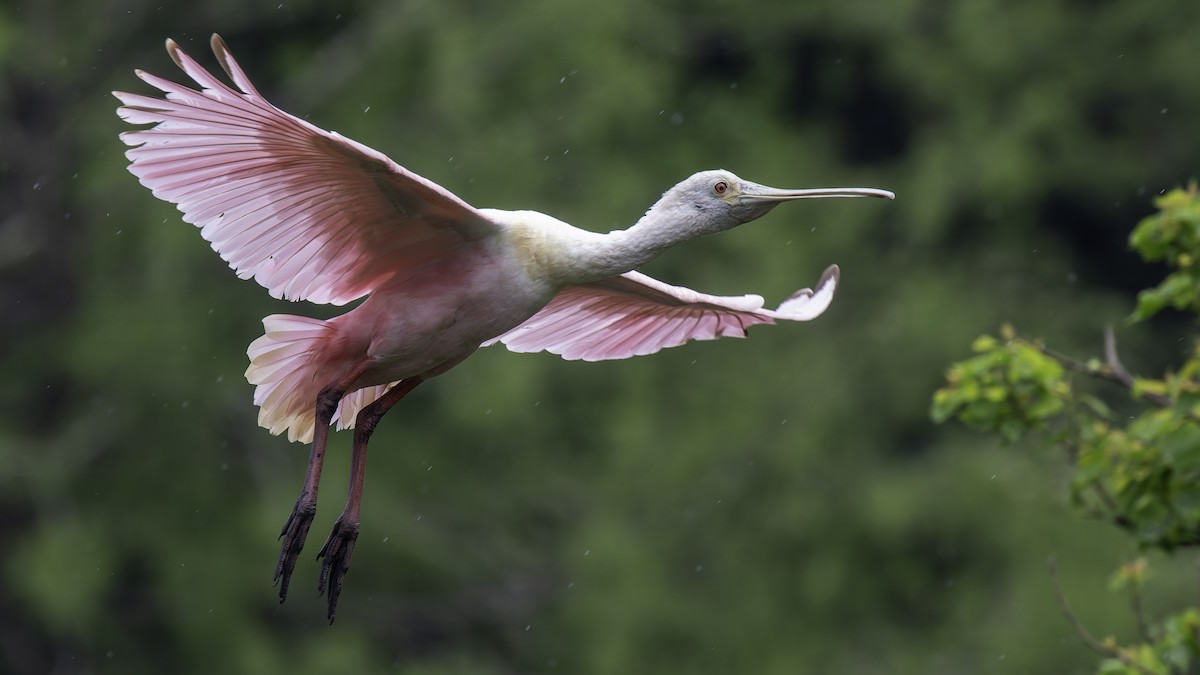 Roseate Spoonbill - ML623746102