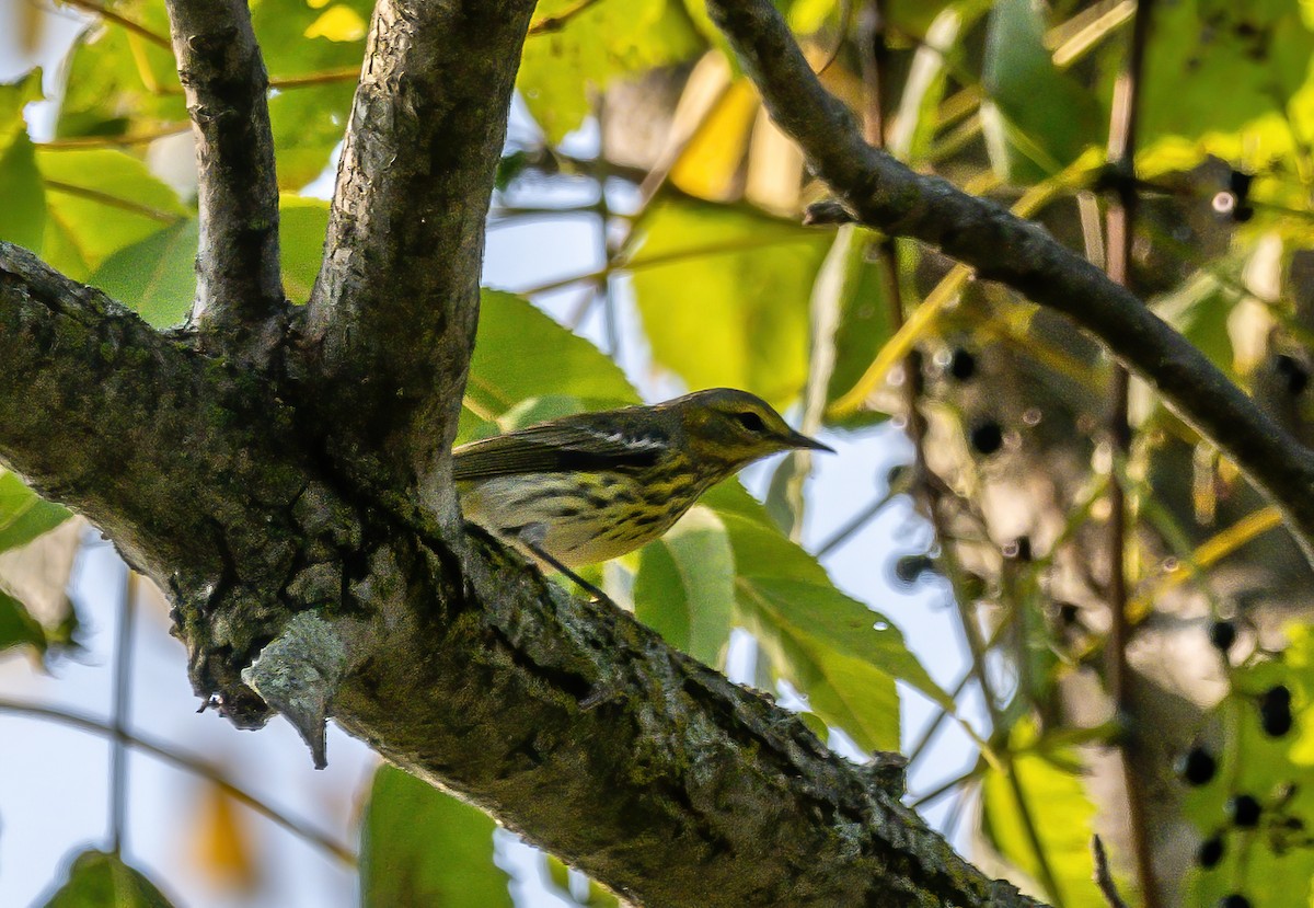 Cape May Warbler - ML623746103