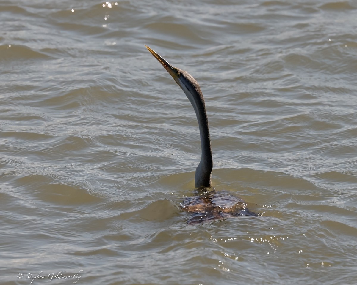 Australasian Darter - ML623746160