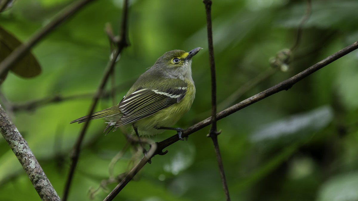 Viréo aux yeux blancs - ML623746163