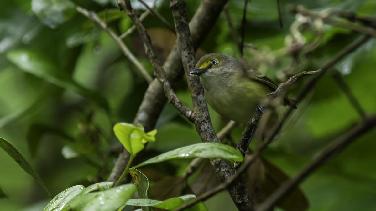 Viréo aux yeux blancs - ML623746164