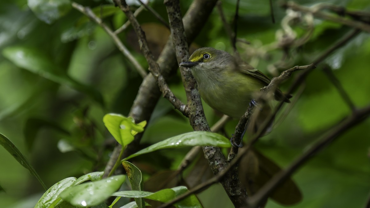 Viréo aux yeux blancs - ML623746165