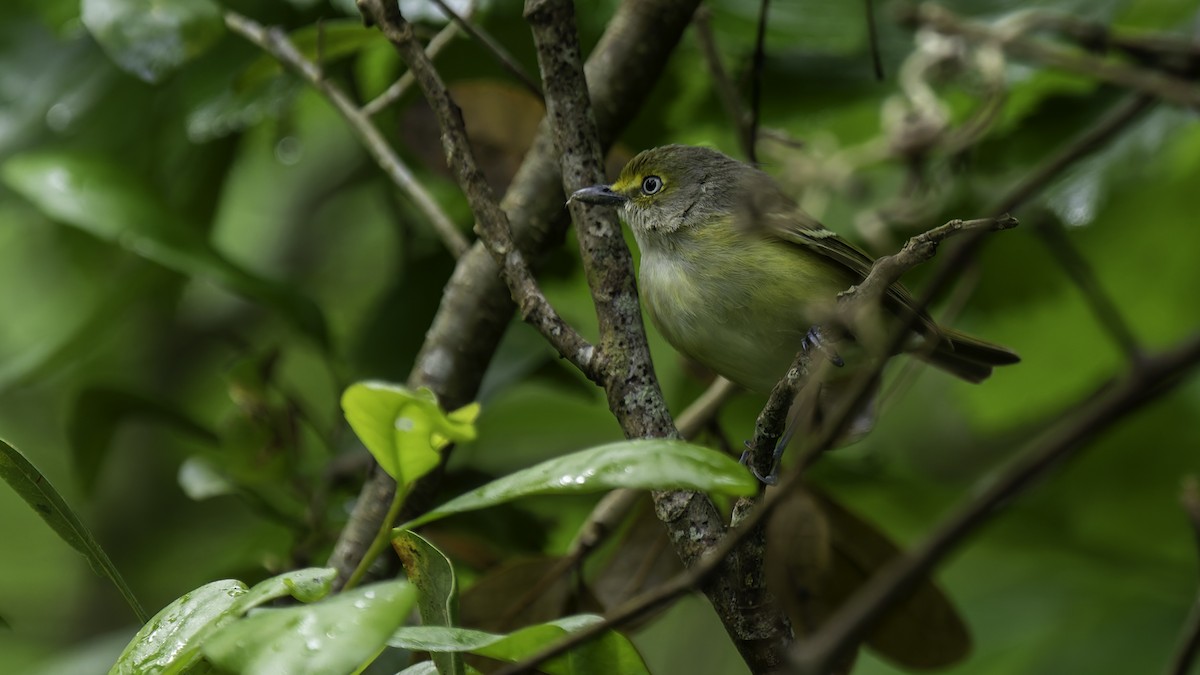 Viréo aux yeux blancs - ML623746166