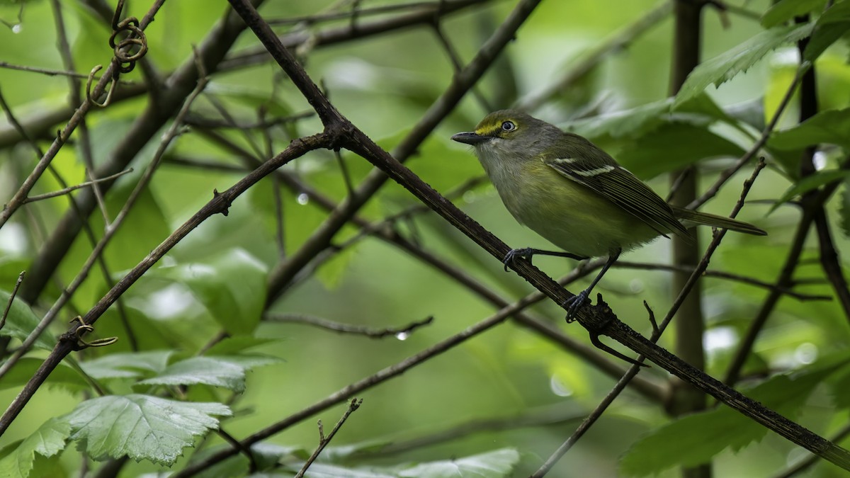 Viréo aux yeux blancs - ML623746167
