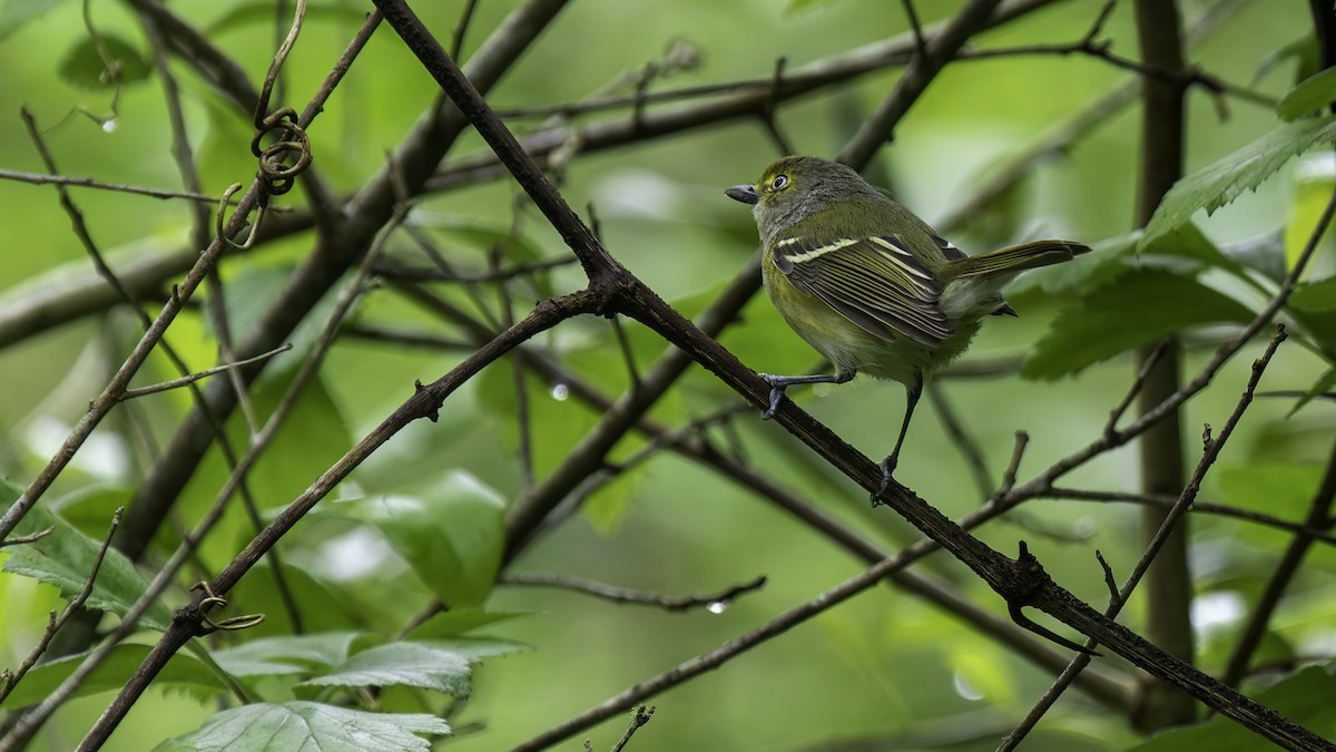 Viréo aux yeux blancs - ML623746168