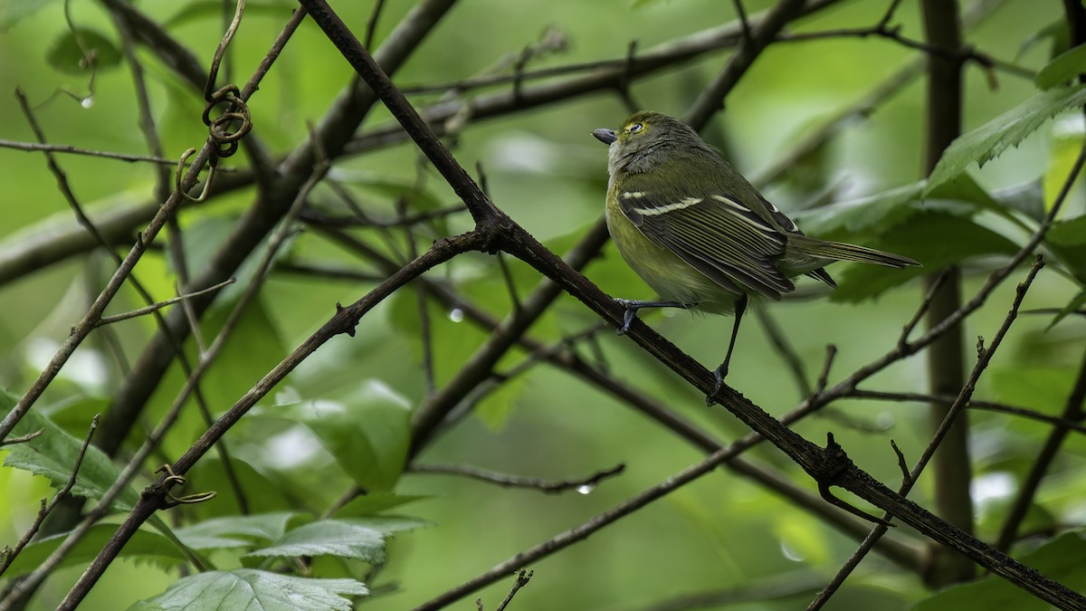 Viréo aux yeux blancs - ML623746169