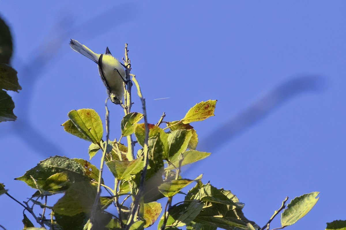 Creamy-bellied Gnatcatcher - ML623746214