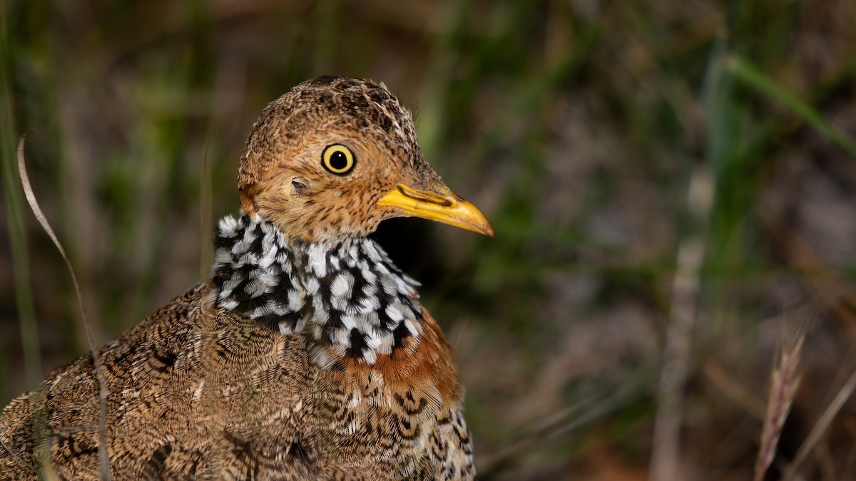 Plains-wanderer - James Bennett